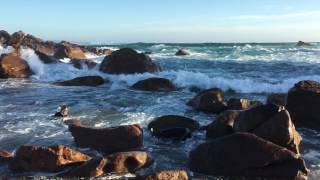 Catch abalones in Sugarloaf Rock  Western Australia [upl. by Nylarat]