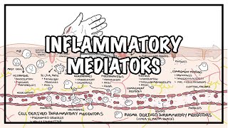 Inflammatory mediators and the inflammatory response [upl. by Hutson710]