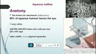 aqueous humor productioncomponentssupressionand trabecular meshwork parts [upl. by Dorin104]