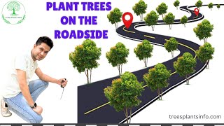 Plant trees on the roadside by  trees plants info  13 July 2024  सड़क किनारे पेड़ लगाएँ roadside [upl. by Abbub]