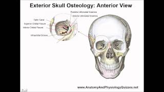 External Skull Anatomy  Osteology Study Aid and Quiz [upl. by Timofei912]