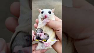 The Incredible Sugar Glider  Natures Tiny Acrobats naturedocumentary [upl. by Adnulahs]