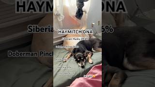 OMG 😳 My Rescue Dog DNA puppy dogshorts doglover shortsyoutube [upl. by Nocaj]