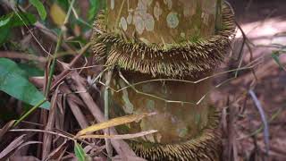 Bamboo Betung Dendrocalamus Asper [upl. by Ifen]