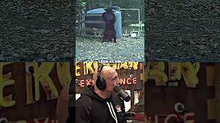 Joe Rogan Amazed By Bear Getting Instant Karma 😮 [upl. by Hawger395]