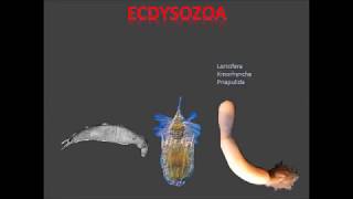 Ecdysozoa parte 1 [upl. by Latashia]