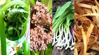 Wild Food Foraging Season 3 Milkweed Tree Cambium Fiddlehead Pine Cattail Evergreens Birch [upl. by Eneli667]