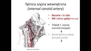 Tętnica szyjna wewnętrzna wstęp [upl. by Etnoel]