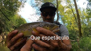 ðŸ‡µðŸ‡¹ 2h de muito peixe [upl. by Brookhouse]