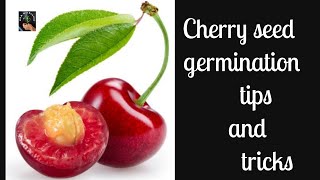 How To Grow Cherry Tree From Seeds  How To Plant Cherry Seeds From fresh Cherries  Seed Germinate [upl. by Savory863]