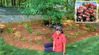 Underplanting A Hydrangea With Companion Plants [upl. by Ahsienar]