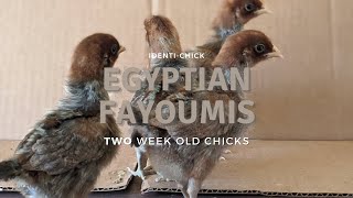 Egyptian Fayoumis 2WeekOld Chicks [upl. by Vin411]