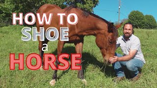 How to Shoe a Horse  Important Tips and Tricks for Horse Shoeing [upl. by Farrish717]