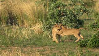 Lion cubs play fighting [upl. by Bihas]