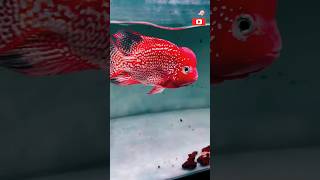 SRD Flowerhorn Fish kamfa flowerhornflowerhorn fish babyflowerhorn fishsalestop10flowerhorn fish [upl. by Notsag]