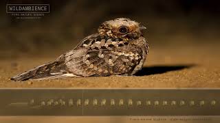 Fierynecked Nightjar Call amp Sounds  An iconic night sound of the African bush [upl. by Chin]