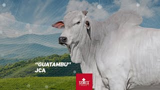 Guatambu JCA [upl. by Nitsreik307]