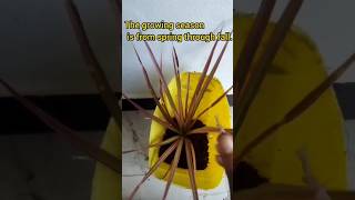 Dracaena marginata plant🌱shorts viralshorts ytshorts trendingshorts youtubeshorts plants [upl. by Hay]