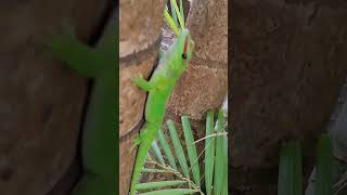 Phelsuma grandis a species of day gecko seen at the Veranda Grand Baie hotel in Mauritius [upl. by Yllor]