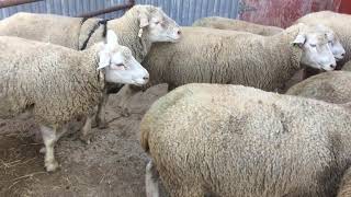 Green line breeding group of IleDeFrance sheep [upl. by Upton795]