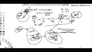 Ischemia and Reperfusion injury [upl. by Navada]