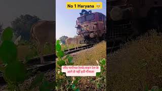 गौ माता ने रोकी रेलवे लाइनralway panipat haryana [upl. by Otrevogir]