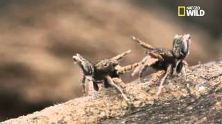 Maratus volans  La technique de drague de laraignée paon [upl. by Hild553]