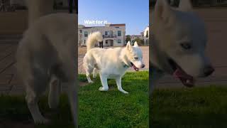 It’s that Bouncy Booty 😂 Fenix the happy dog prancing in the sunshine again ☀️ [upl. by Hadihahs627]