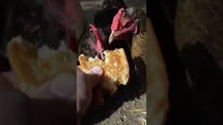 Grilled cheese sandwich no match for hen beaks [upl. by Sihun745]