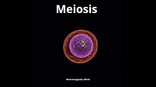 meiosis biology diagram video youtubeshorts imp bio meiosis📔📙📔📔❤️❤️❤️❤️👍👍👍 [upl. by Anileda]