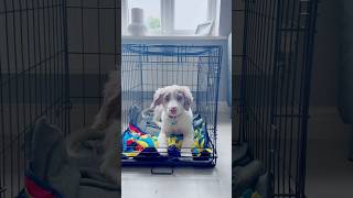 How can Jessie be this cute dog puppy dogs puppies puppylife cutepuppy puppyvideos [upl. by Rhtaeh]