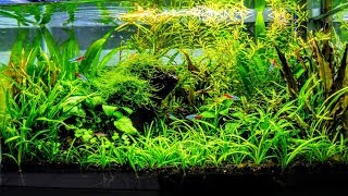 How To Aquascape A Low Tech Planted Aquarium part 1 [upl. by Ardnwahsal]