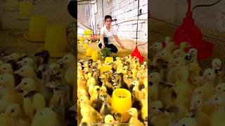 The most amazing way of duck farming [upl. by Acirretal]