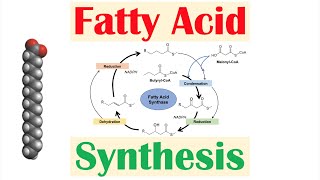 Fatty Acid Synthesis Pathway Overview Enzymes and Regulation [upl. by Leesen]