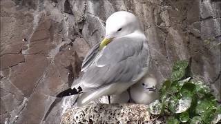 Blacklegged Kittiwake breeding colony [upl. by Ahsinav]