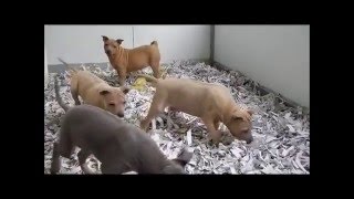 Thai Ridgeback pups te koop chiots à vendre [upl. by Amsirhc]