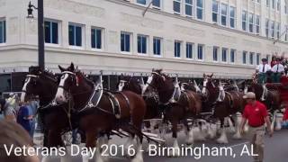 Birmingham Veterans Day Parade ft Budweiser Clydesdales [upl. by Ananna]