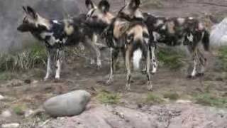 AFRICAN WILD DOG Amazing Predator [upl. by Kori428]