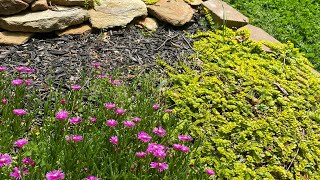 Delosperma Coopers Ice Plant Evergreen flowering Ground cover [upl. by Ahmed]