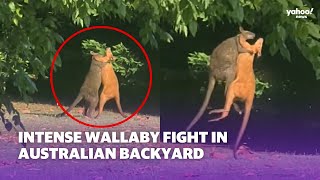 Intense wallaby fight in Australian backyard  Yahoo Australia [upl. by Hackney814]