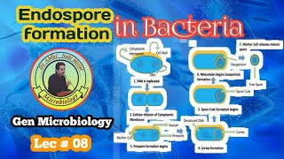 General MicrobiologyLecture8 Endospore Formation in Bacteria  Sporulation [upl. by Lyreb788]