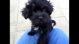 Black Maltipoo Puppies [upl. by Schott]