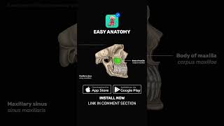 Paranasal sinuses  Anatomy amp Function  EasyAnatomy Shorts [upl. by Tadeas]