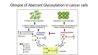 Glimpse of Aberrant Glycosylation in cancer cells Part1 Code 568 [upl. by Coleville795]