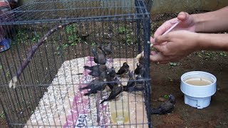 RACIKAN PAKAN BURUNG EMPRIT SUPER BONGSOR [upl. by Llenil]