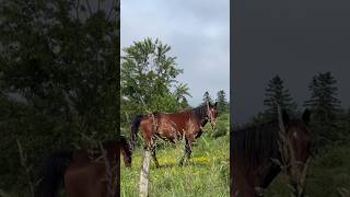 Beauty of wolfville Annapolis valley 🇨🇦 [upl. by Hluchy]