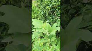 How to groe khetibadi organicfarmar farming nature organicfood organic veg [upl. by Desdamonna407]