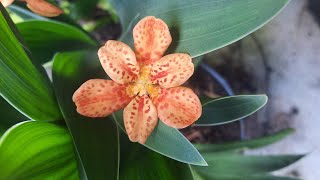 Blackberry Lily Iris domestica  Belamcanda chinensis [upl. by Enelehs]