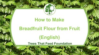 How to make Breadfruit Flour [upl. by Meesan537]