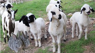 Hewan hewan  Kelinci  Ternak kambing etawa  Domba  Bebek Lucu  Binatang Suara  Sapi  Embek [upl. by Felipa]